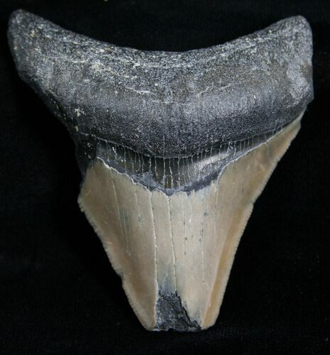 Bargain Megalodon Tooth - Florida #5440